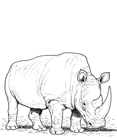 White Rhino Eating Grass Coloring Page